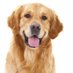 Dog Lovers (@santaakter95718) Twitter profile photo Dog Lovers (@santaakter95718) Twitter profile photo