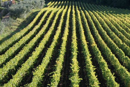 L'Azienda Agricola Le Rose produce vini di qualità sulle colline dei Castelli Romani.
Visitate il nostro sito per tutte le info..