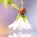 Joaninha 🐞✝️🇨🇵🇵🇹🕊🌿🎗🙏 (@isab90965) Twitter profile photo Joaninha 🐞✝️🇨🇵🇵🇹🕊🌿🎗🙏 (@isab90965) Twitter profile photo