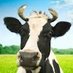 Cow (@cowyellingmoo) Twitter profile photo