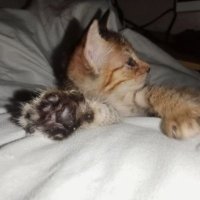 dugevejsiwn (@poppoppoppupy) 's Twitter Profile