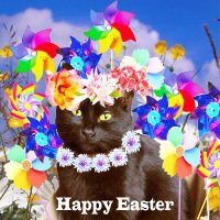 Santa's Cat (@santascat) 's Twitter Profile Photo Santa's Cat (@santascat) 's Twitter Profile Photo