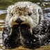 Sarah mathews (@otternonsense17) Twitter profile photo Sarah mathews (@otternonsense17) Twitter profile photo
