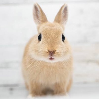 思ったことをすぐ口にするうさぎです🐇 NFA, DYOR / wanna be Alpha Researcher / @tippy_cryptoの中の兎