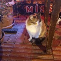 Erkin (@erkin_yesil386) Twitter profile photo