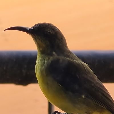 DhawinW's profile picture. Just another person in society playin