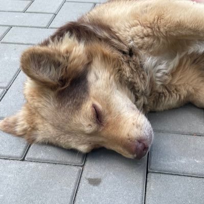посплю и всё пройдет// Nicky ☮︎︎さんのプロフィール画像