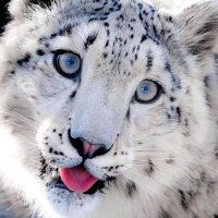 Kira Lohov (@kira_lohov) 's Twitter Profile Photo