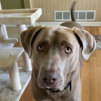 Tod Starlper (@todstarliper) 's Twitter Profile