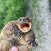 turtlebass Profile