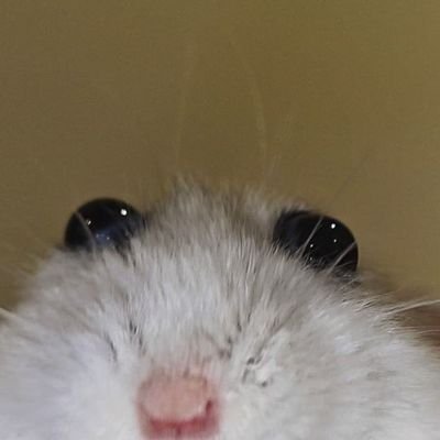 𝐋𝐢𝐩𝐬 | 𝑨 𝑳𝒖𝒙𝒖𝒓𝒊𝒂さんのプロフィール画像
