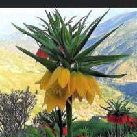 The Roots and Spirit of Kurdistan (@lokmankdk) 's Twitter Profile