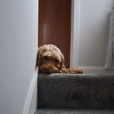 tweetfoggy's profile picture. 