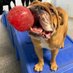 Bulldog Lover (@hojoturner) Twitter profile photo Bulldog Lover (@hojoturner) Twitter profile photo