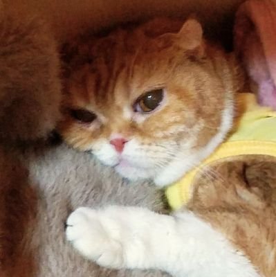 you_ka_momo's profile picture. 不安、摂食障害(パニック障害)治療中　
奈落乃悪太郎さんを応援してます🌷
YouTubeで心霊系をよく見てます👻
ゲーム、アニメ、声優さんも好きです。
UROBOROS復活願う『ZODIAC』『FROM HELL』『Black Swallow tail』『Red Moon』　ELFENSJóNの歌も好き