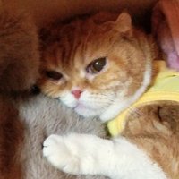 ゆうか (@yu_ka1129momo) 's Twitter Profile Photo