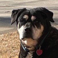Cletus (@lea14778) 's Twitter Profile