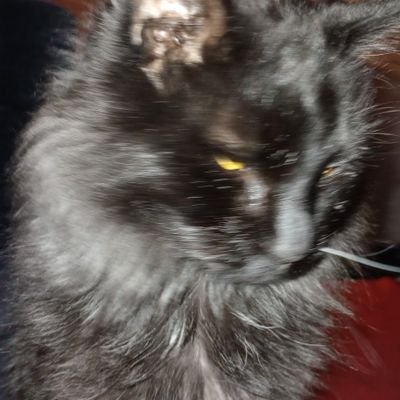 buricsuchi's profile picture. that's my cat ~ 🇺🇲 not 🌍