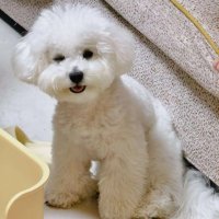 (^▽^)あん 🍮 (@corechasngs) 's Twitter Profile