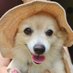 luffcheesetea (@luffcheesetea) Twitter profile photo luffcheesetea (@luffcheesetea) Twitter profile photo