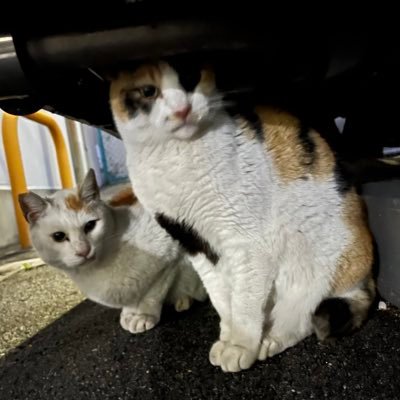 🐈‍⬛さんのプロフィール画像