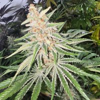 Weed Plug Tennessee (@weed_plug46) Twitter profile photo