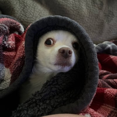 BoomHooligan77's profile picture. I was hacked with a blue check now just trying to rebuild my family back amongst strangers!