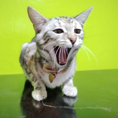 pattybay's profile picture. Wind of Change