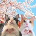白ご飯にのりたま😺💕 (@tyrant0929) Twitter profile photo 白ご飯にのりたま😺💕 (@tyrant0929) Twitter profile photo