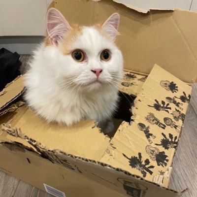 レオライさんのプロフィール画像