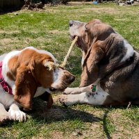 Randy blather, dogs included. (@randytalks2much) 's Twitter Profile
