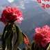 रोसन दाहाल (@rdahal952) Twitter profile photo रोसन दाहाल (@rdahal952) Twitter profile photo