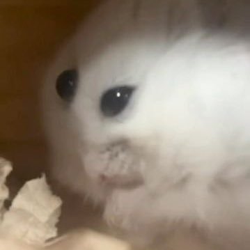 3Cherrypopsoda's profile picture. 