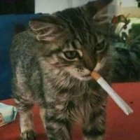 Antón (@insane_fixation) 's Twitter Profile