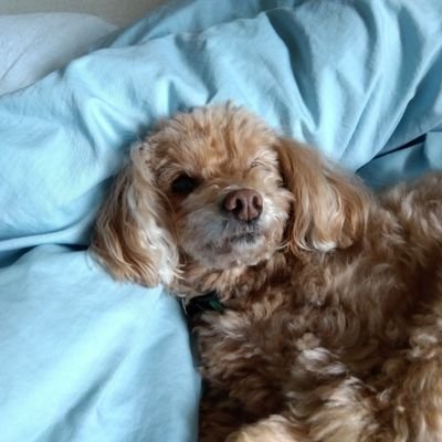 611CAgxS7P15940's profile picture. 令和7年4月ニコ生配信開始の初心者🔰45歳負け組女子🥶発達障害😅コンサータ💊二交代勤務の施設看護師💉ニコ生のフォロワー募集中（一言どこにニコ生から来た書いてあると助かります🙇‍♀️）
https://t.co/NAvkgFlPRF