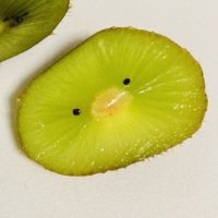 🥝 (@k1w1da) 's Twitter Profile