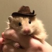 Tweets Of Hamster (@tweetsofhamster) 's Twitter Profile Photo Tweets Of Hamster (@tweetsofhamster) 's Twitter Profile Photo