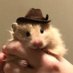 Tweets Of Hamster (@tweetsofhamster) Twitter profile photo Tweets Of Hamster (@tweetsofhamster) Twitter profile photo