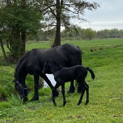 SimkjeH's profile picture. 🙉🙈🙊