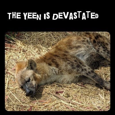 Absolutely Yeeninさんのプロフィール画像