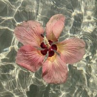 L . (@_4llln) 's Twitter Profile Photo