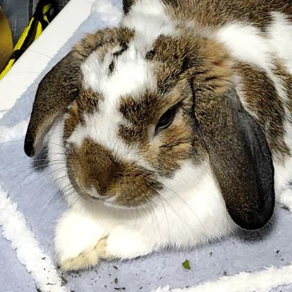 miyuna930998's profile picture. オタ活垢/アニメ・声優さんオタク/
　無言フォロー失礼します( ᴗˬᴗ)
  /  低浮上気味です/演劇垢→@yuu171874871891