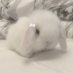 Lottie (@bunnylottie) Twitter profile photo Lottie (@bunnylottie) Twitter profile photo