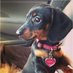 Dachshund Lover (@mdshanto1224066) Twitter profile photo Dachshund Lover (@mdshanto1224066) Twitter profile photo
