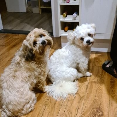 Strickninja's profile picture. Stray Kids Fan #STAY #StrayKids , liebe Häkeln und Stricken.
Im Herzen Küstenkind!🌊Dänemark,Land meiner Träume. ❤
MFA mit MS
#noAFD #FCKNZS