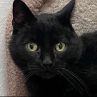 Katie and Potato 🏳️🌈🇨🇦🥔🐈⬛📚 (@pyewacket49) 's Twitter Profile Photo Katie and Potato 🏳️🌈🇨🇦🥔🐈⬛📚 (@pyewacket49) 's Twitter Profile Photo