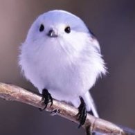 포도새_ (@podobirdfeed) 's Twitter Profile Photo 포도새_ (@podobirdfeed) 's Twitter Profile Photo