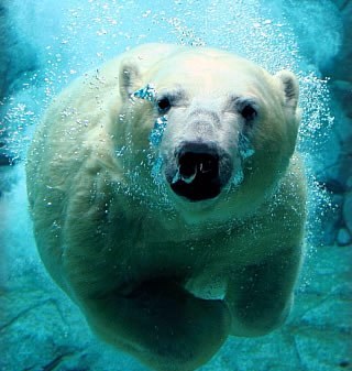 swimcoachgus's profile picture. Professional Melbourne based swim coach. Work with all levels including age and open swimmers as well as triathletes and surf swimmers.