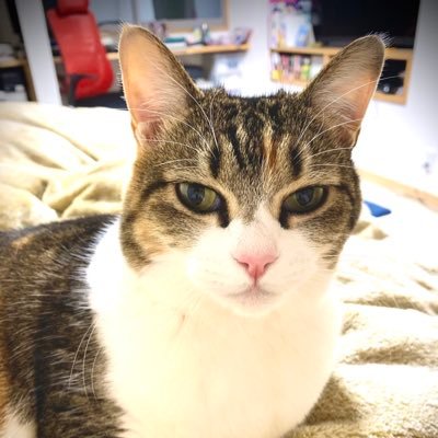よるかさんのプロフィール画像