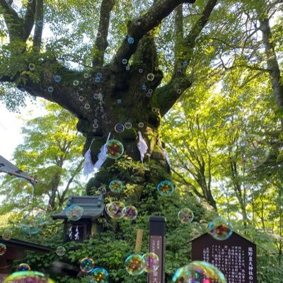 kumanokoutai's profile picture. 軽井沢碓氷峠に鎮座する、信濃国特別神社、「熊野皇大神社」の公式アカウントです。導きの神ヤタガラスに感謝し、ヤマトタケルノミコトが約1900年前に創建した軽井沢の総氏神です。御神木のしなの木は樹齢1000年。アカウントは巫女が管理しておりますが、たまに御神木の精霊に乗っ取られます🧐DMは返信しません。